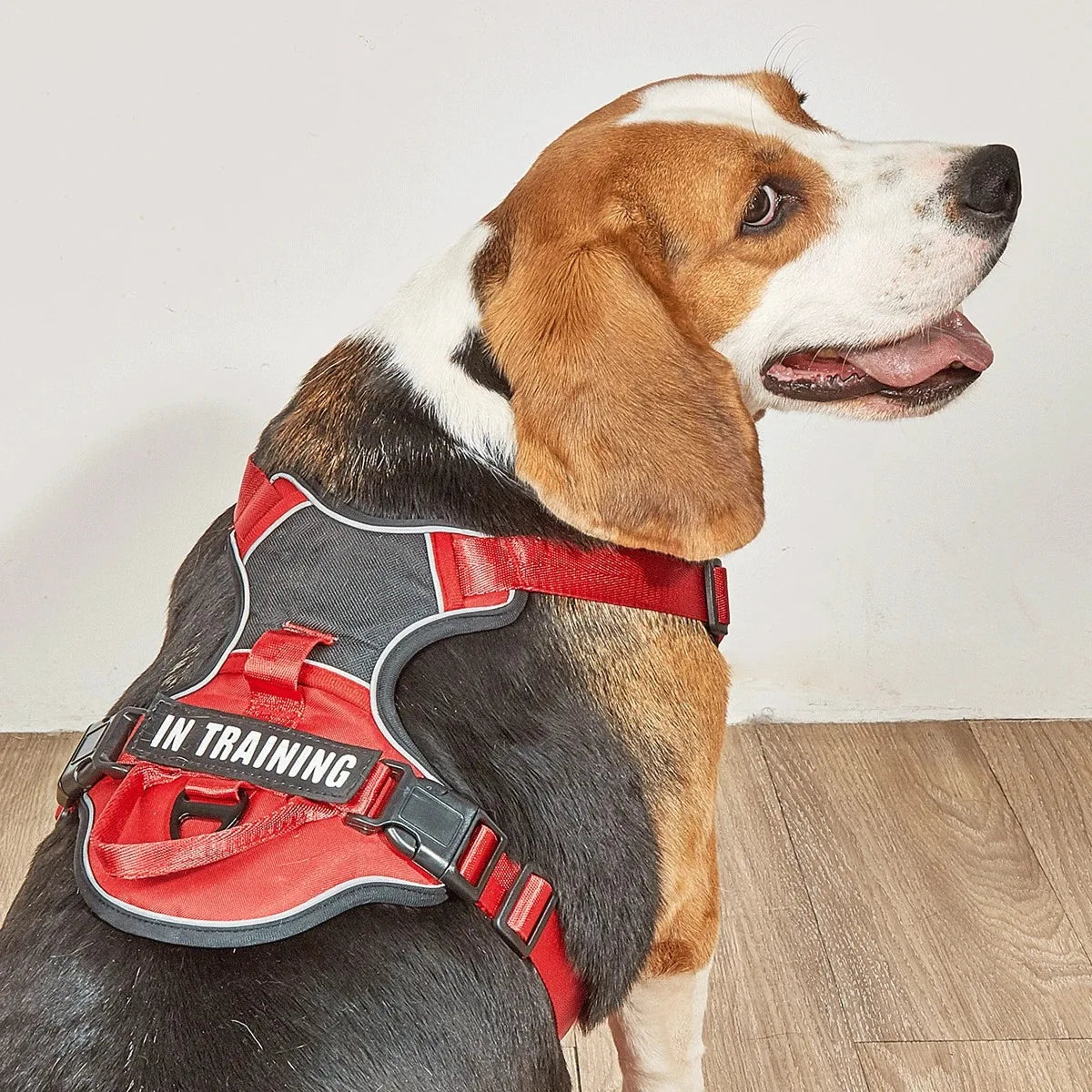 Chest for Dog Harness for Dogs Puppy Accessories Collars Harnesses Leashes Pet Dog Products Collar Leash