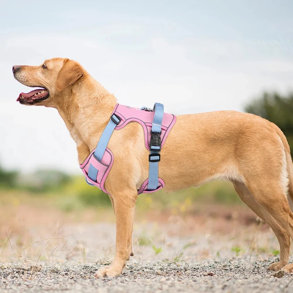 Dogs Chest Strap Dog Harness and Leash Set Small Pet Supplies Puppy Accessories Big Breeds Pets Backpack Large Collar