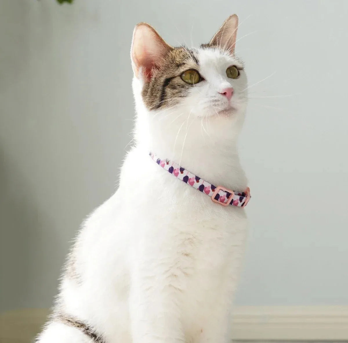 Leash Material Cat Accessories Petty Large Cats Collar Leather Harness Pet Products Retractable Collars Supplies Pets Accessory