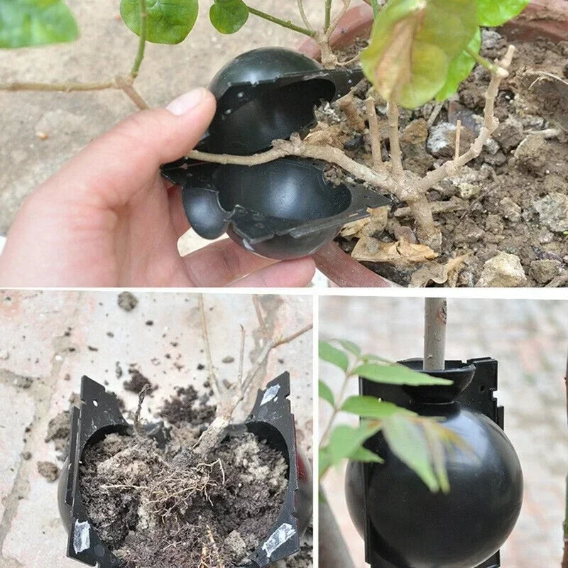 5Pcs Plant Rooting Ball Grafting Rooting Growing Box Breeding Seeding Case Container Nursery Box Garden Seeds Root