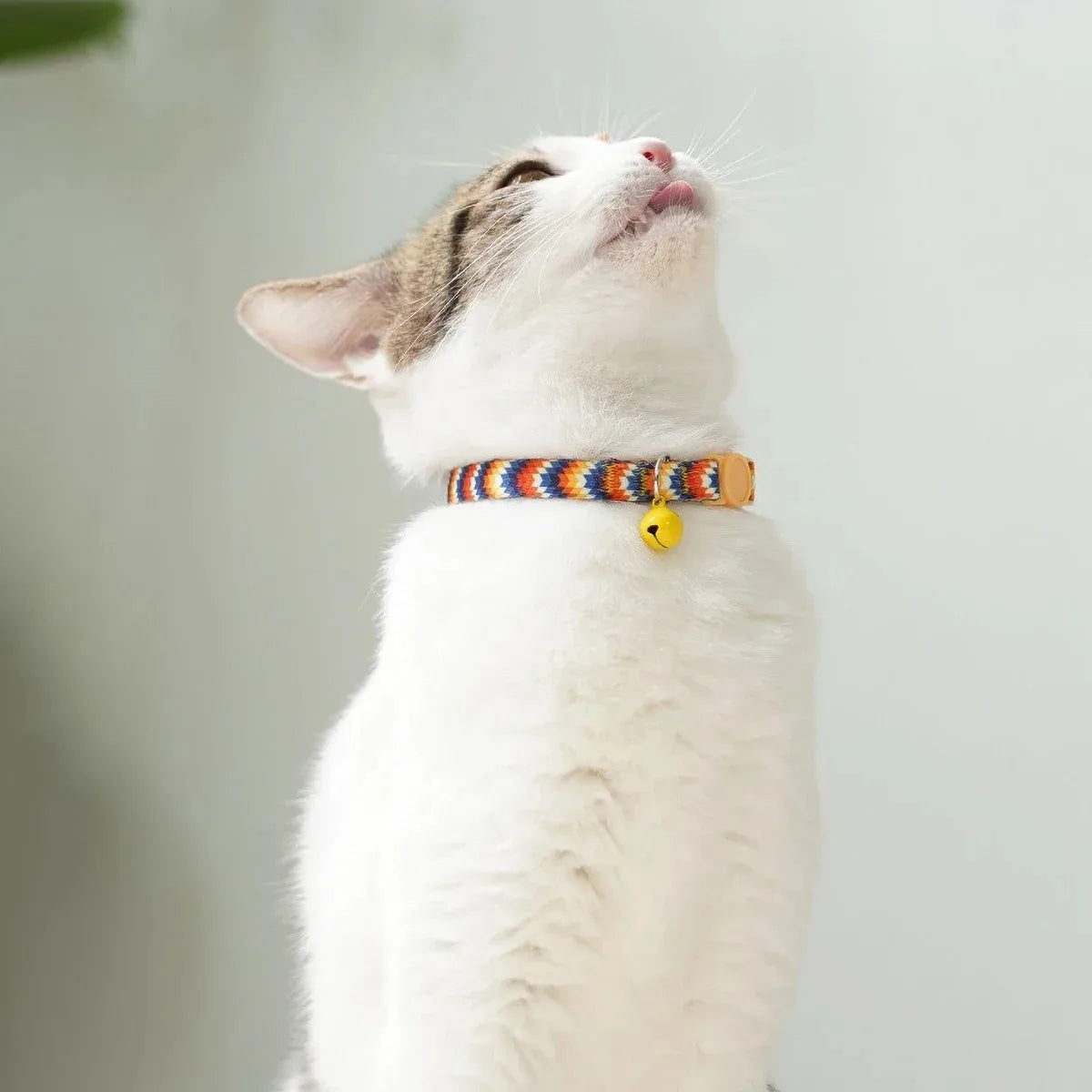 Leash Material Cat Accessories Petty Large Cats Collar Leather Harness Pet Products Retractable Collars Supplies Pets Accessory