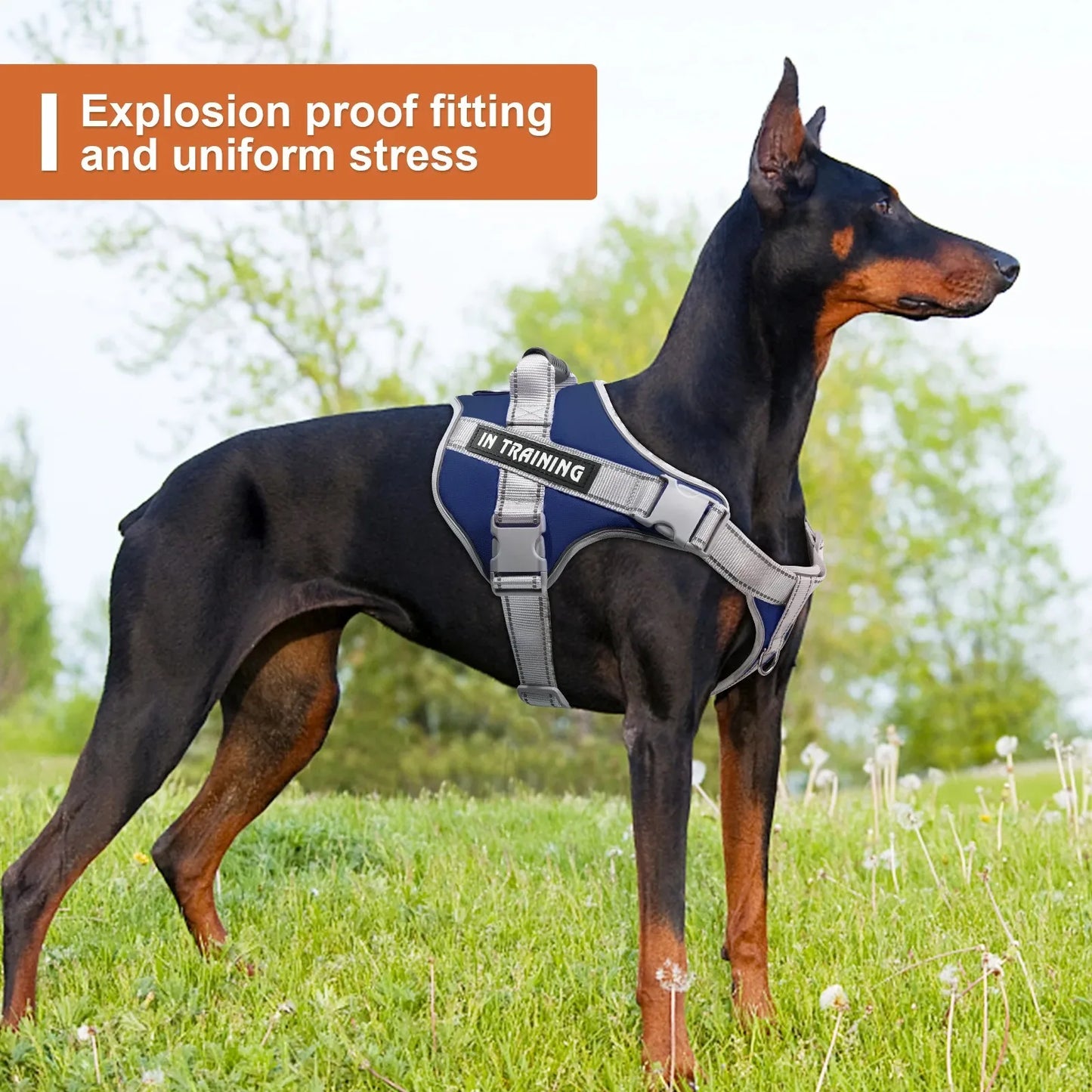 Puppy Harness for Dogs Accessories Dog Supplies Collars Harnesses Leashes Big Dog Leash Pet Collar Small Pets Things