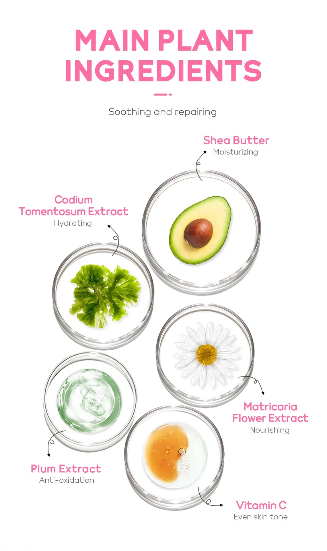 LAIKOU Japan Sakura  Solid Mask Deep Cleansing Oil Control Balance Antioxidan Shrink Pores Remove Blackheads  Mud Mask 5g